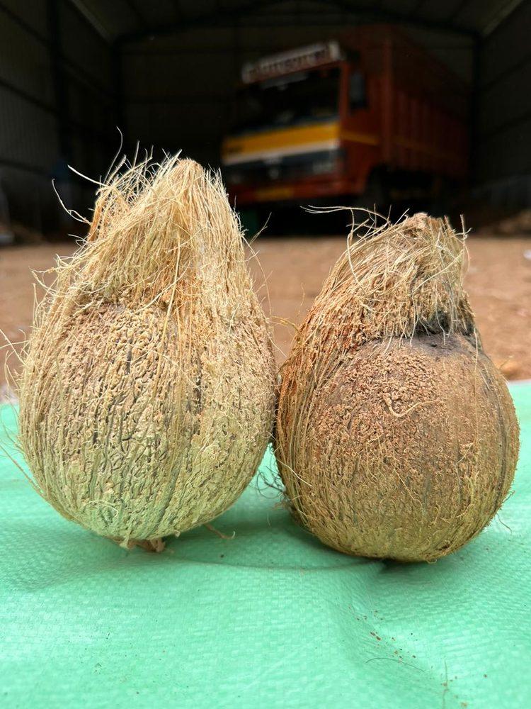 Coconut — Graded by size